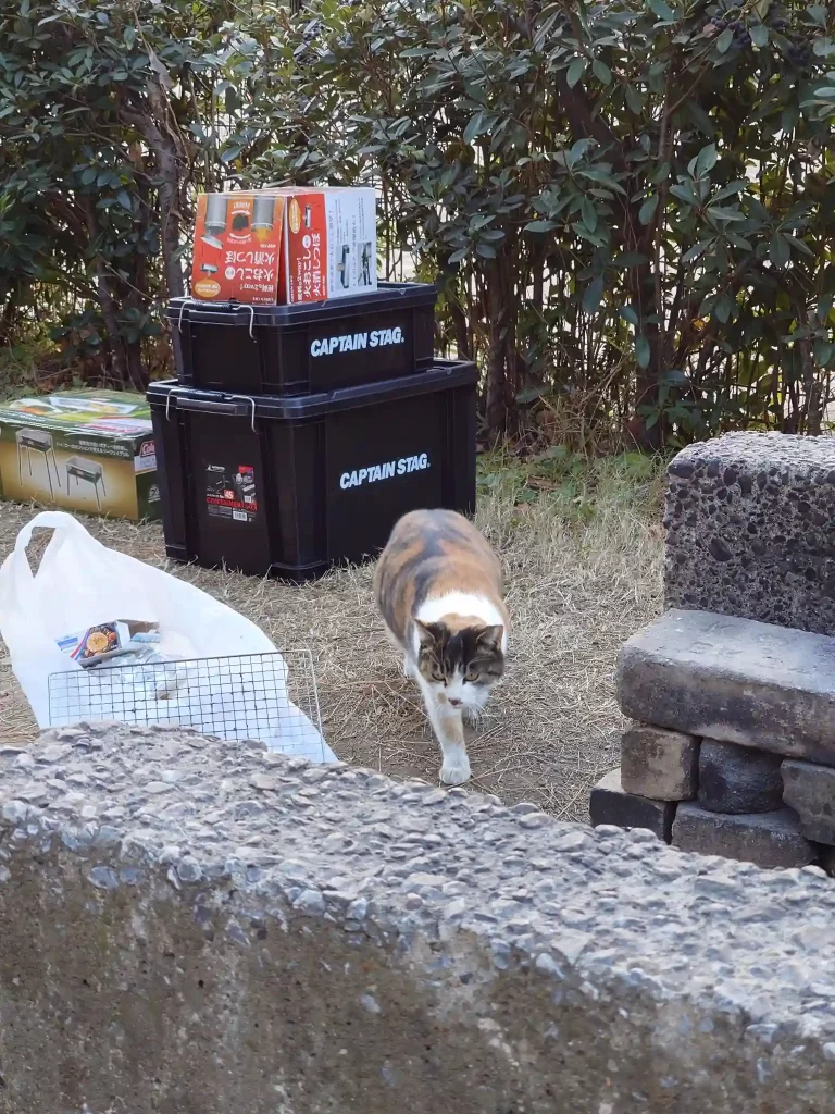 サイトに現れた猫の様子